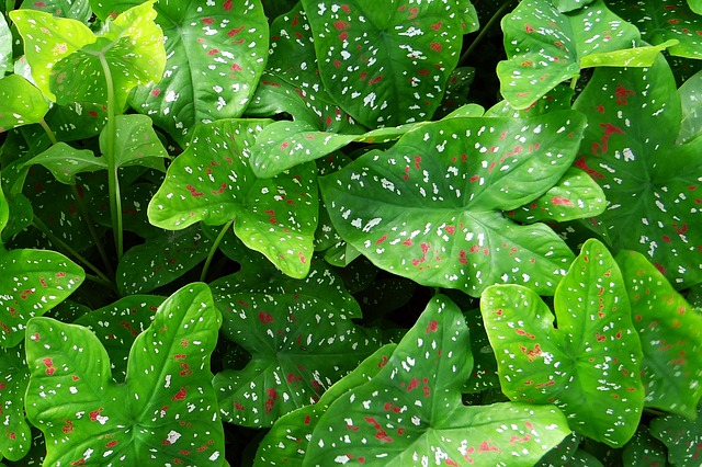 krásné caladium